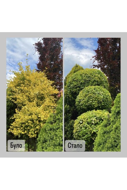 Бруслина японська Ауреомаргіната Топіар Кулі 